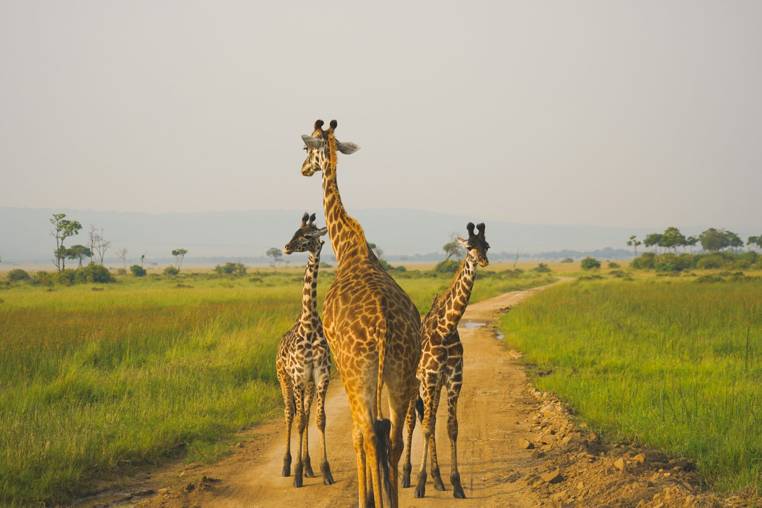 photo 1586593112548 f455aa4c0118 - Magvilla three giraffes on brown field during daytime